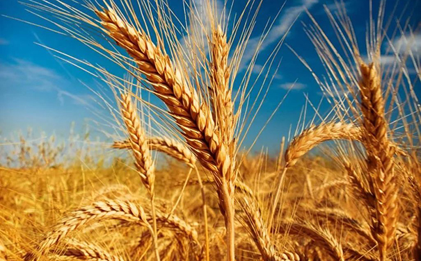 立邦、三棵樹、亞士、嘉寶莉等爭相追求國家好政策！